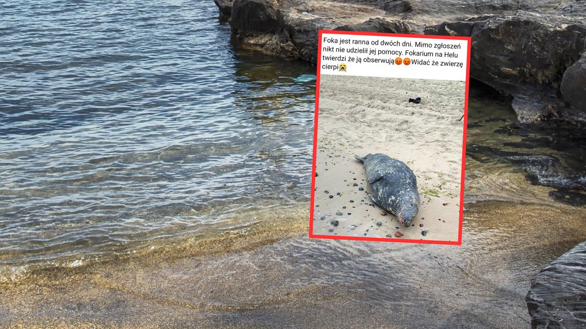 Foka leżała na plaży, była pod opieką specjalistów. Pewna aktywistka stwierdziła, że "zwierzę cierpi" 