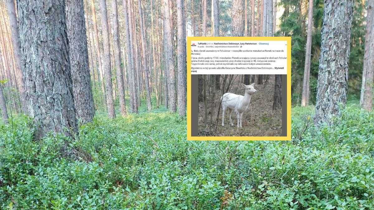 Biały daniel zauważony w Pohulance