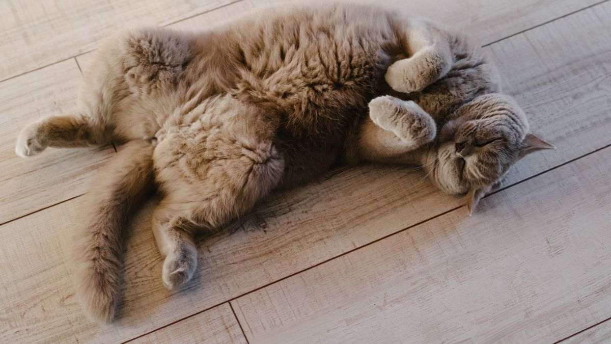 Dlaczego kot kładzie się na plecach?