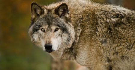 Włochy: 18 martwych wilków w tydzień. Podejrzenia o celowe trucie