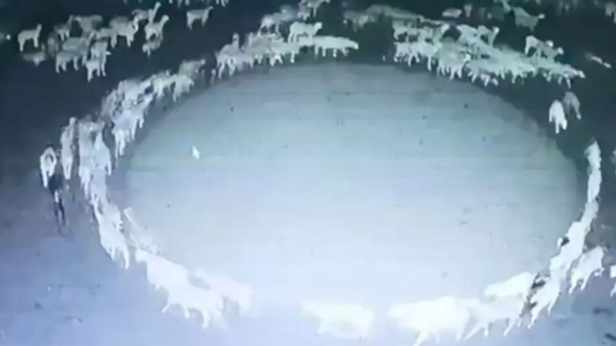 Owce robiły to przez 12 godzin