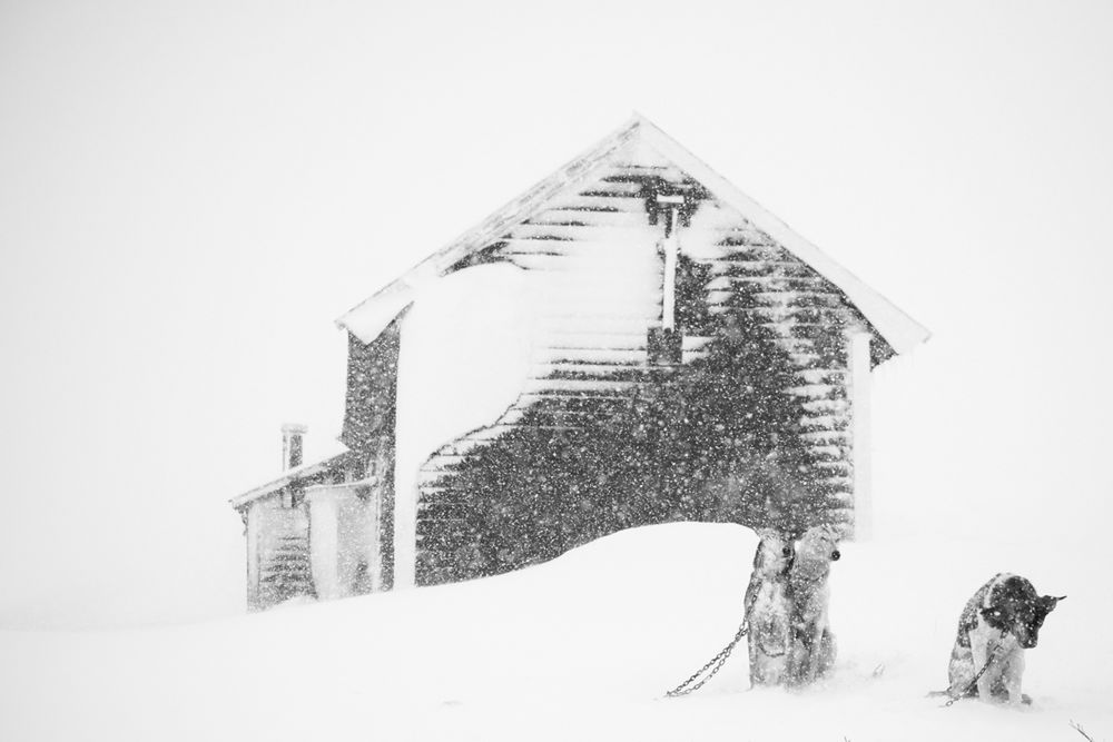 Fotograf rzucił pracę, by podróżować ze swoim psem - poznaj przygody Henrika Vikse i Akiaka 2