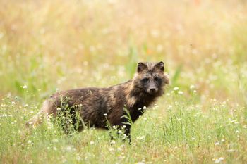 Tatry: Jenoty znów uchwycone przez fotopułapkę