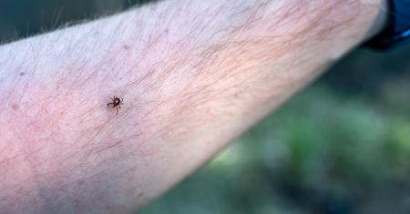 Atak kleszcza może zmienić pół miliona Amerykanów w wegetarian. Winne alfa-gal
