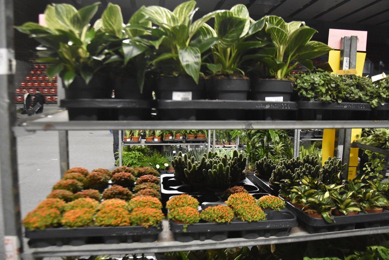 Festiwal Roślin w wałbrzyskim Aqua Zdroju