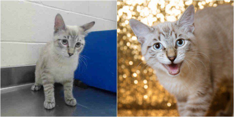 Zrób coś dobrego – sfotografuj psiaka w schronisku! O wpływie fotografii na adopcję zwierząt 3