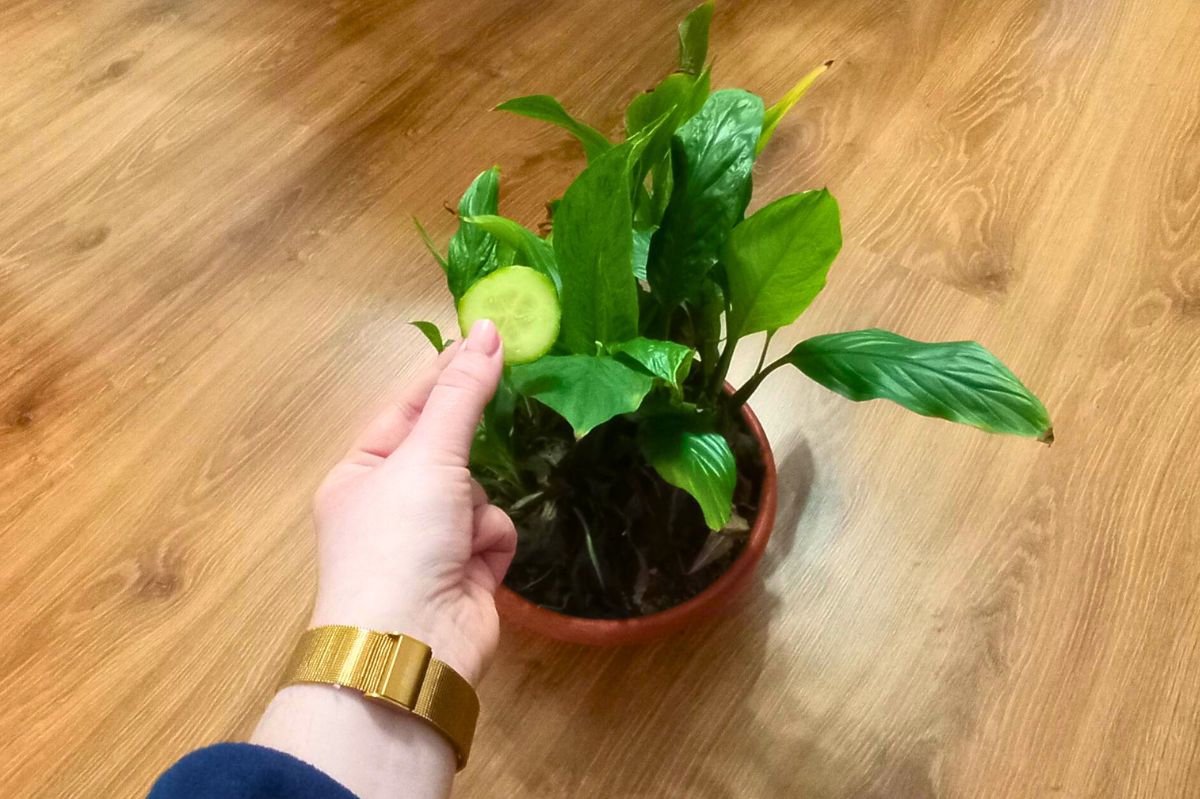 Peace lily winter care: Reviving wilted indoor plants with the 'cucumber slice test'