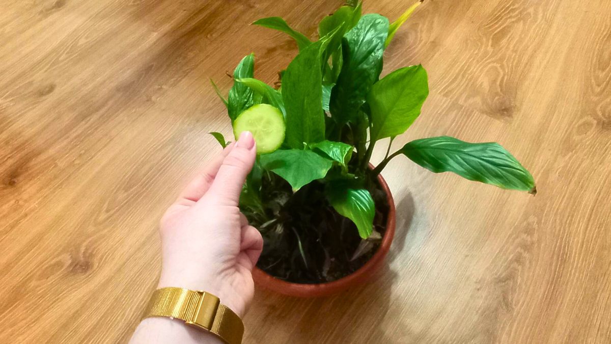 Teraz wiem co robić, kiedy skrzydłokwiat więdnie 