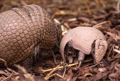 Wrocław. Młody pancernik doczekał się imienia. Hołd dla jednego z bohaterów "Przyjaciół"