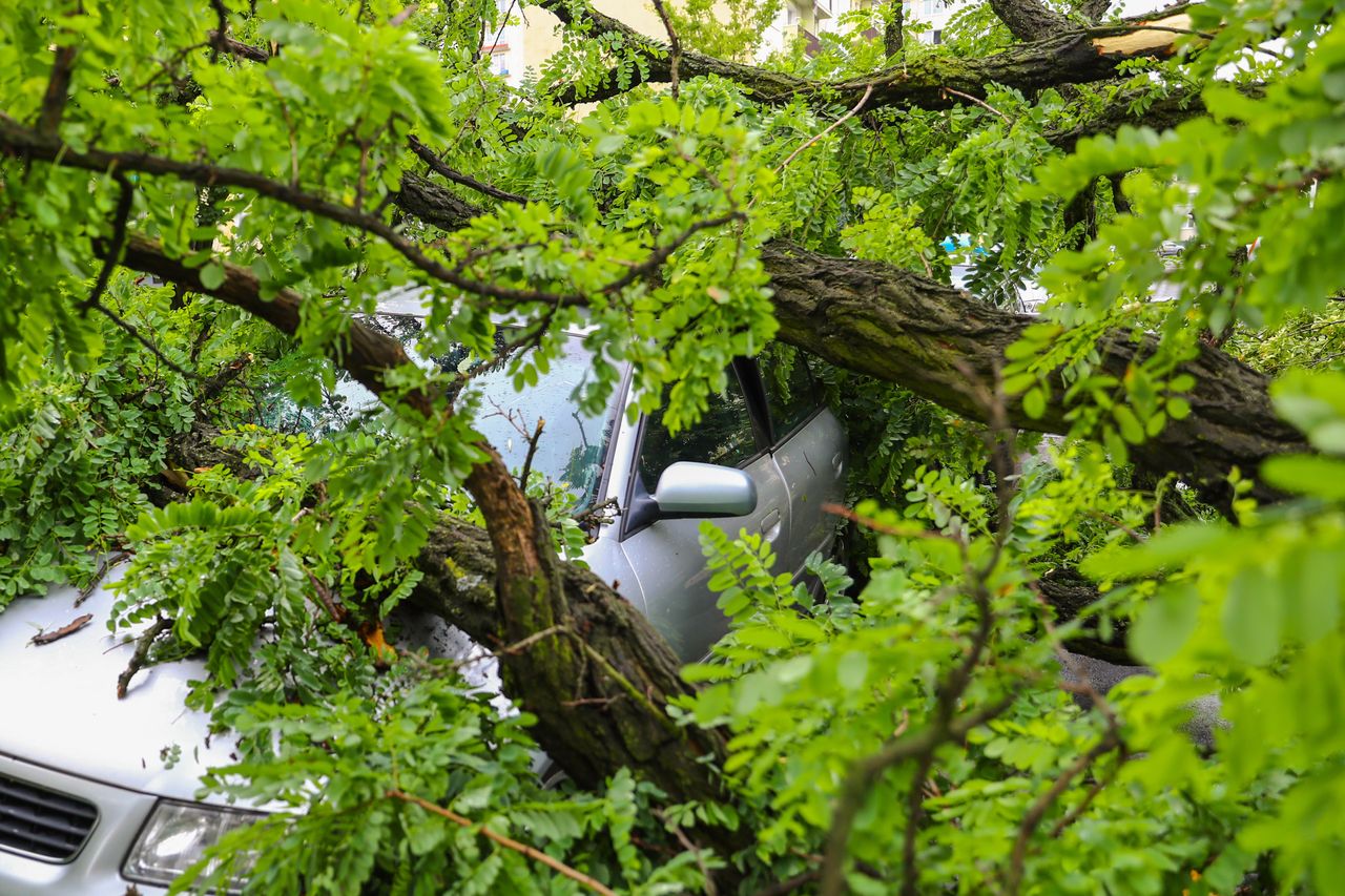 Szczecin: 76 interwencji strażaków przy usuwaniu wiatrołomów w regionie