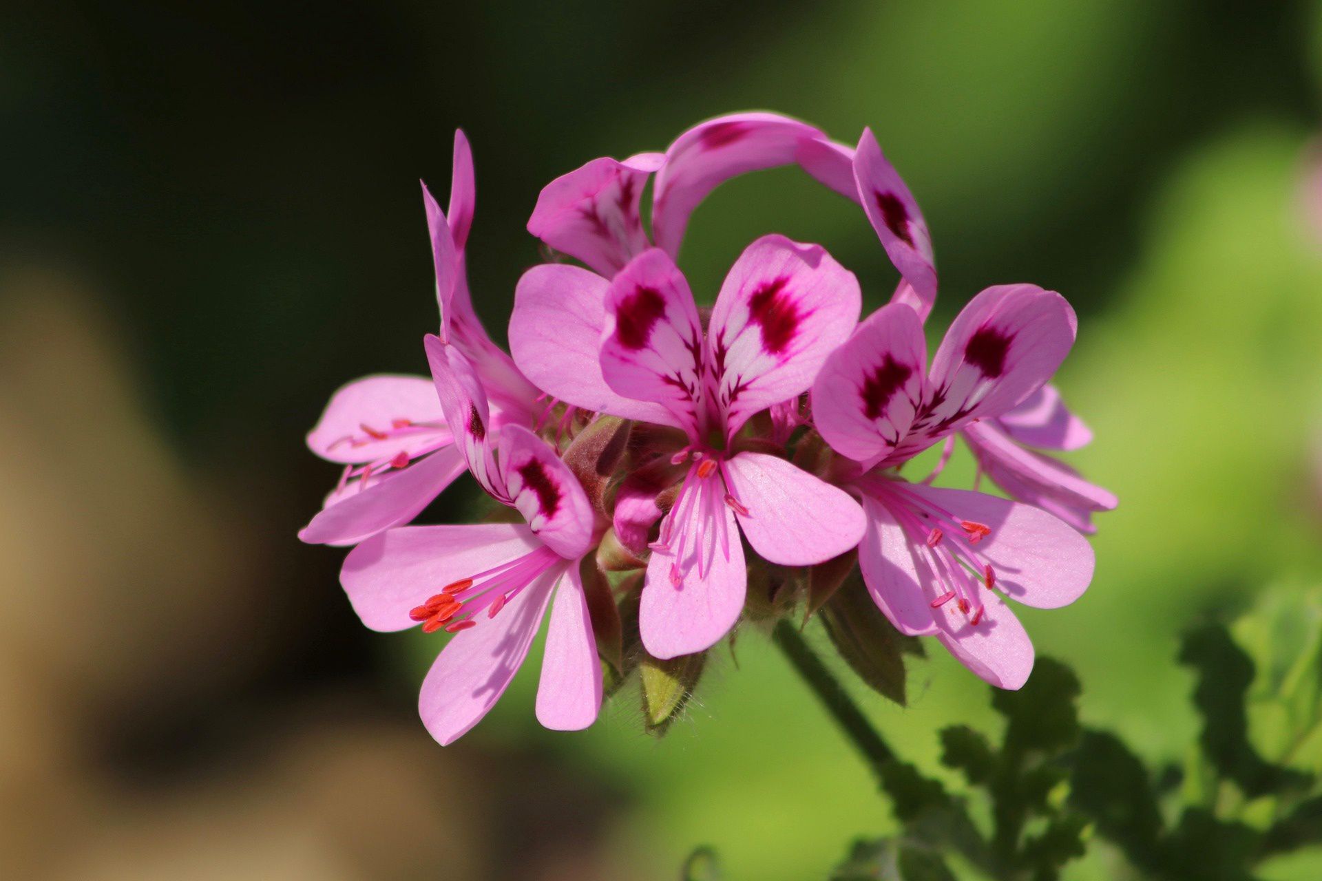 Geranium, anginka, pelargonia 