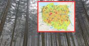 Drzewa się "gotują". Leśnik mówi, co to oznacza. "Polska stepowieje"