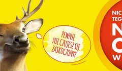 Będą kolejne zwierzęce reklamy Biedronki. „Chcemy się wyróżnić”