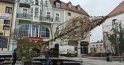 Szczecinek: Platan pojawił się w centrum. Ma zastąpić wyciętą 30-letnią wierzbę