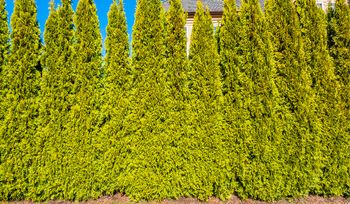 Prawo jest bezlitosne. Przez tuje sąsiad może cię pozwać