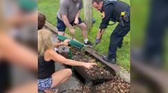 Łabędź w kanalizacji. Nietypowa interwencja policji w Nowym Jorku