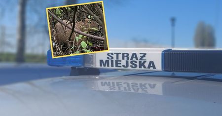 Złapano je w Gdańsku. To największe gryzonie świata