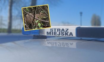 Złapano je w Gdańsku. To największe gryzonie świata