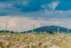 Wrocław. Światło spod kosiarki. Naukowcy z Uniwersytetu Wrocławskiego zbadali biomasę