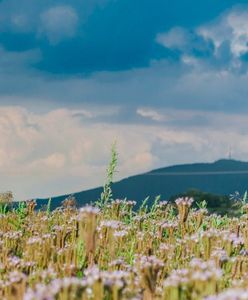 Wrocław. Światło spod kosiarki. Naukowcy z Uniwersytetu Wrocławskiego zbadali biomasę