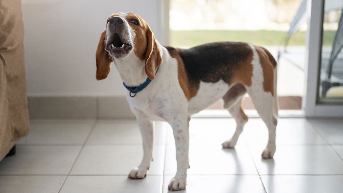 Co zrobić, jeśli pies sąsiada nie daje nam odpocząć, bo szczeka?