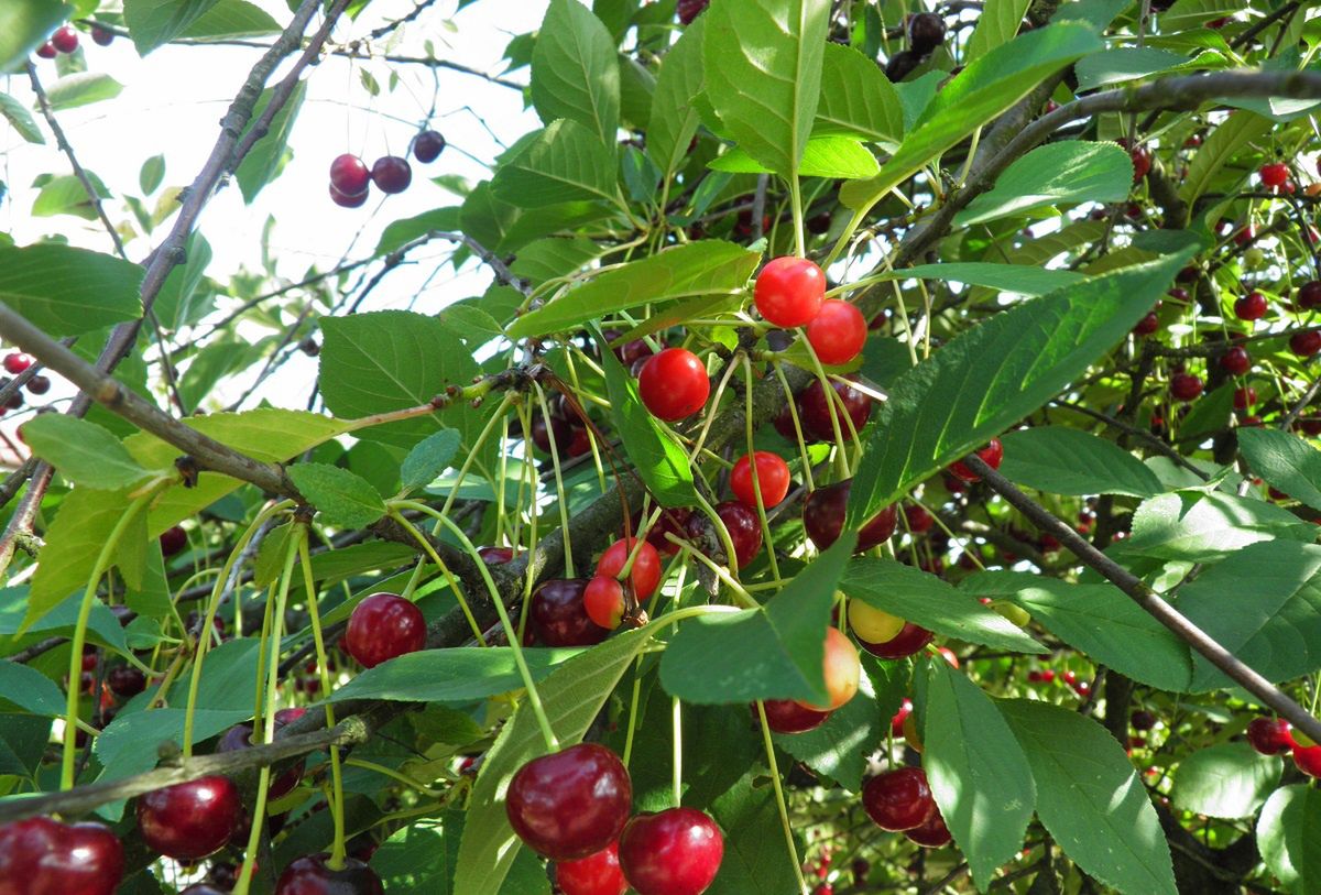 W sezonie Polacy jedzą na kilogramy. Nie wiedzą, że mogą być toksyczne