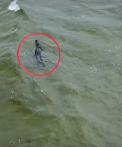 Nagle wyszedł z wody. Panika na plaży na Florydzie