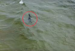 Nagle wyszedł z wody. Panika na plaży na Florydzie