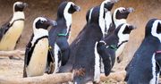 Zamość: Dofinansowanie budowy pingwinarium w zoo i monitoringu