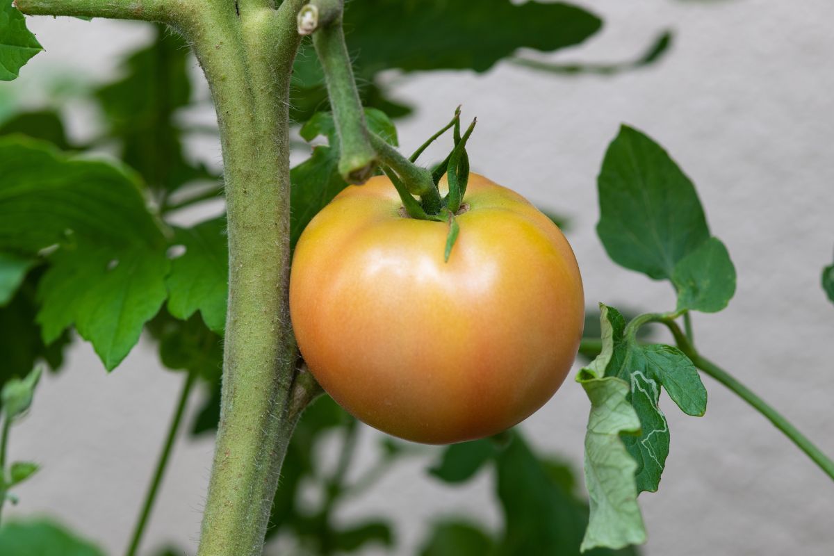 Among the vegetables that should not be eaten raw are, among others, unripe tomatoes.