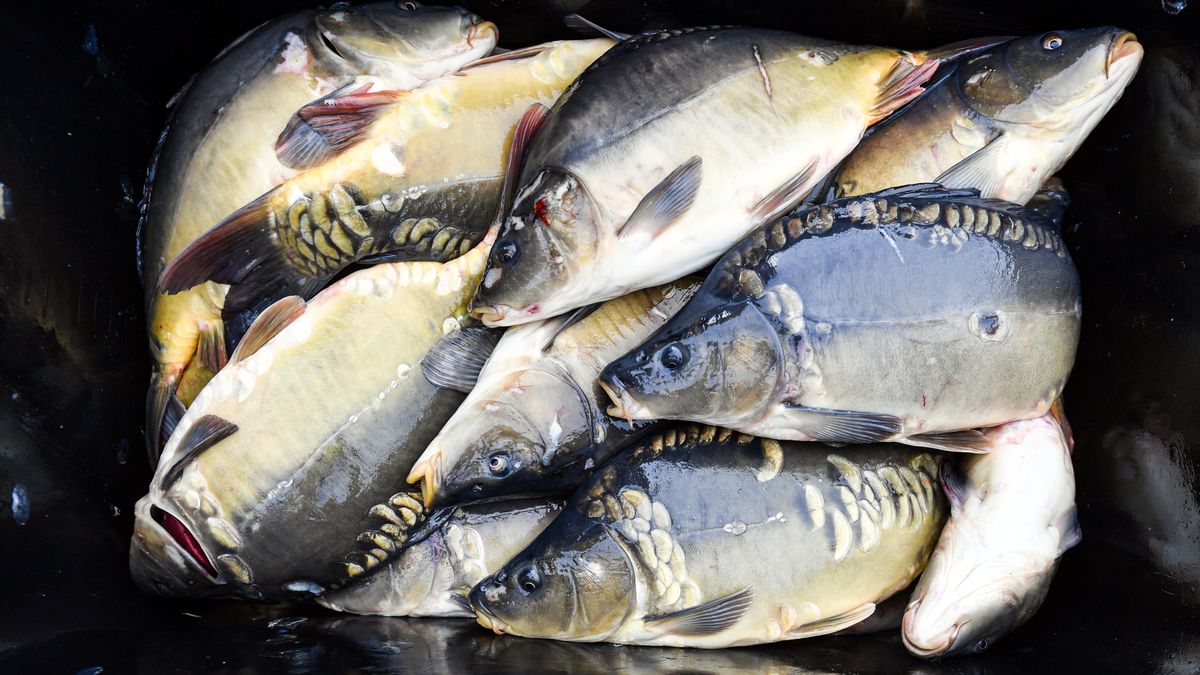 Ile w tym roku zapłacimy za karpia?