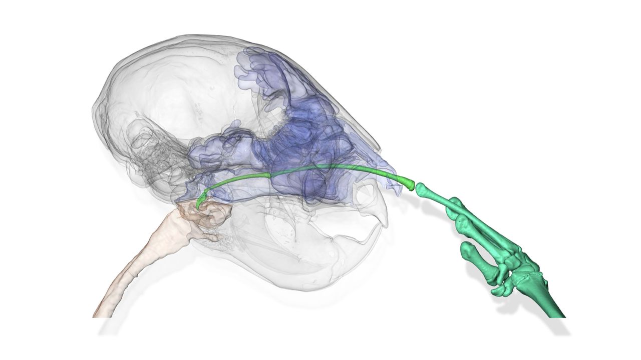 Tomografia komputerowa głowy aj-aj pokazuje, jak daleko może sięgnąć jej długi środkowy palec podczas dłubania w nosie.