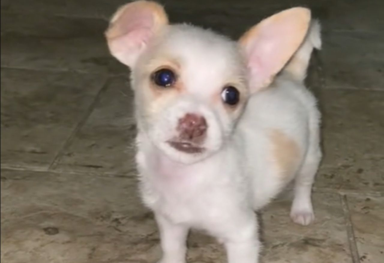 Mystery pet: TikTok user discovers chihuahua isn't what it seems