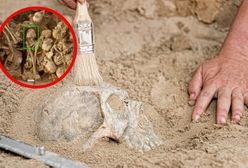 Tajemnicza czaszka sprzed 6200 lat odkryta w Iranie. Przyciągnęła uwagę badaczy z całego świata