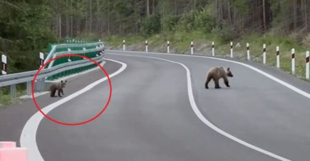 Mały miś szedł za mamą w Tatrach. Zobaczcie, co zrobił na koniec spaceru