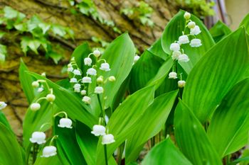 Wiosną pojawiają się w ogrodzie. Mało kto wie, że trzeba na nie uważać