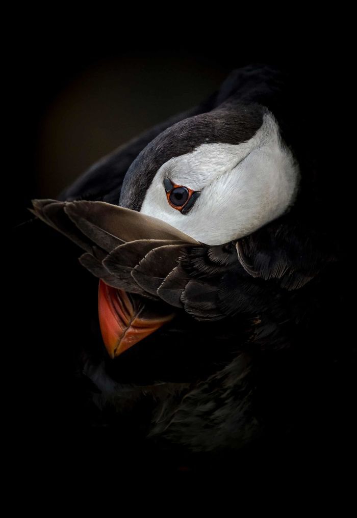 10 lat konkursu British Wildlife Photography Awads. Oto najlepsze zdjęcia 6