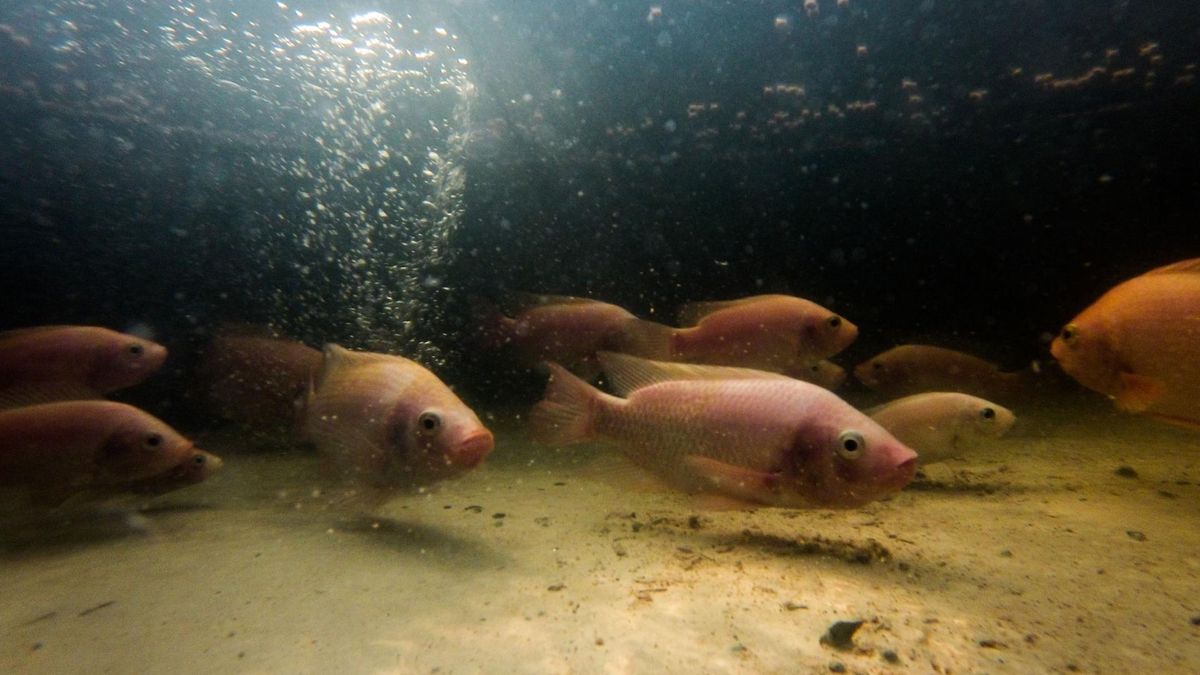 Tilapia to jedna z najpopularniejszych ryb hodowlanych  w Ameryce (123rf.com)