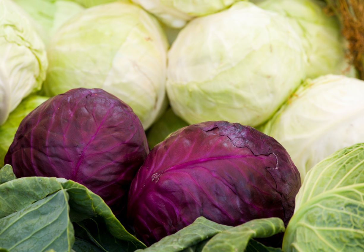 Czerwona kapusta - właściwości, wartości odżywcze i korzyści zdrowotne