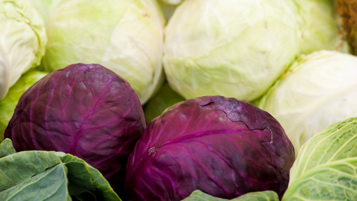 Czerwona kapusta jest bardzo zdrowa. Smakuje świetnie gotowana, smażona, kiszona, surowa.