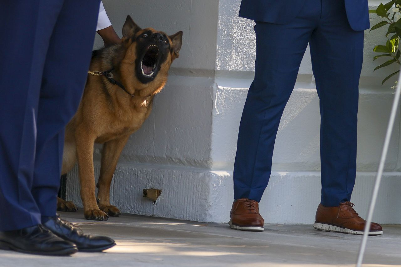 President Joe Biden's dog, Commander