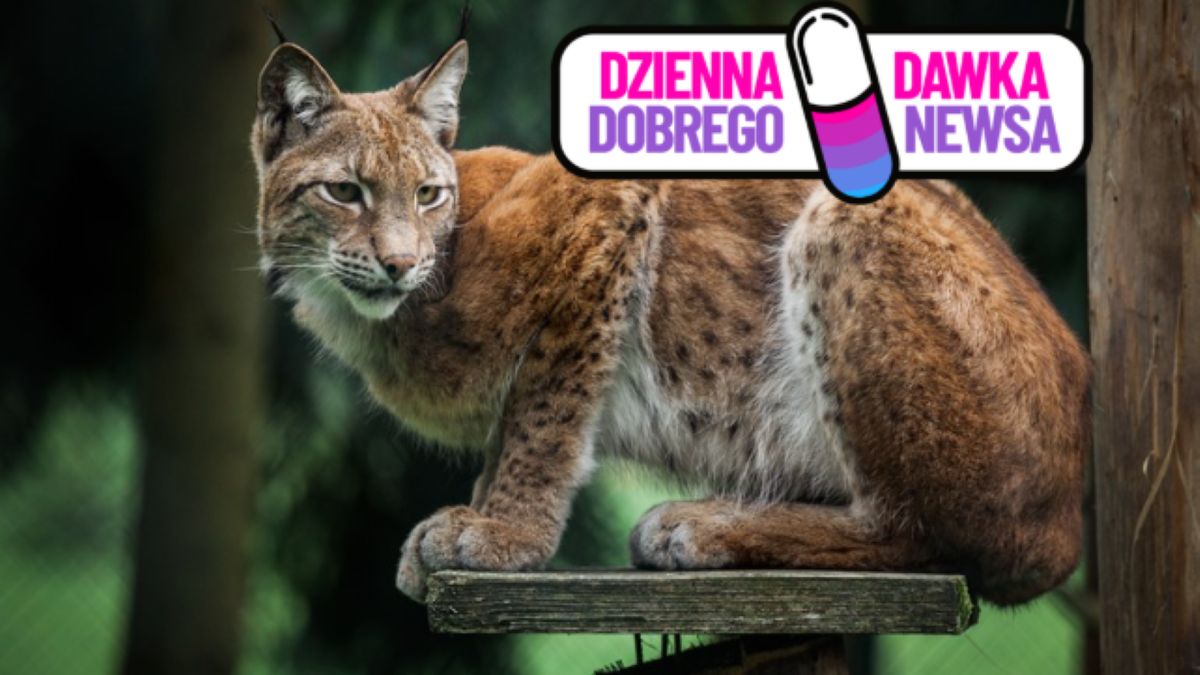 W Spychowie powstaje wyjątkowy ośrodek. Będzie dbał o rysie