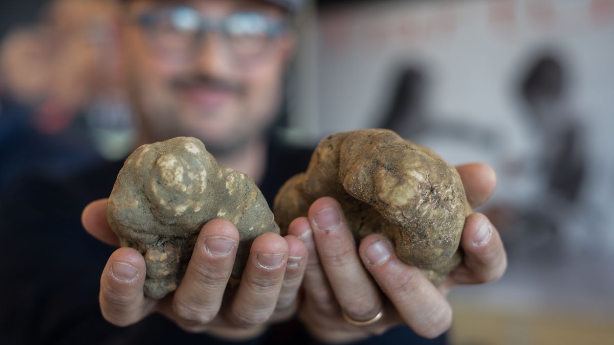 Biała trufla — zdjęcie ilustracyjne