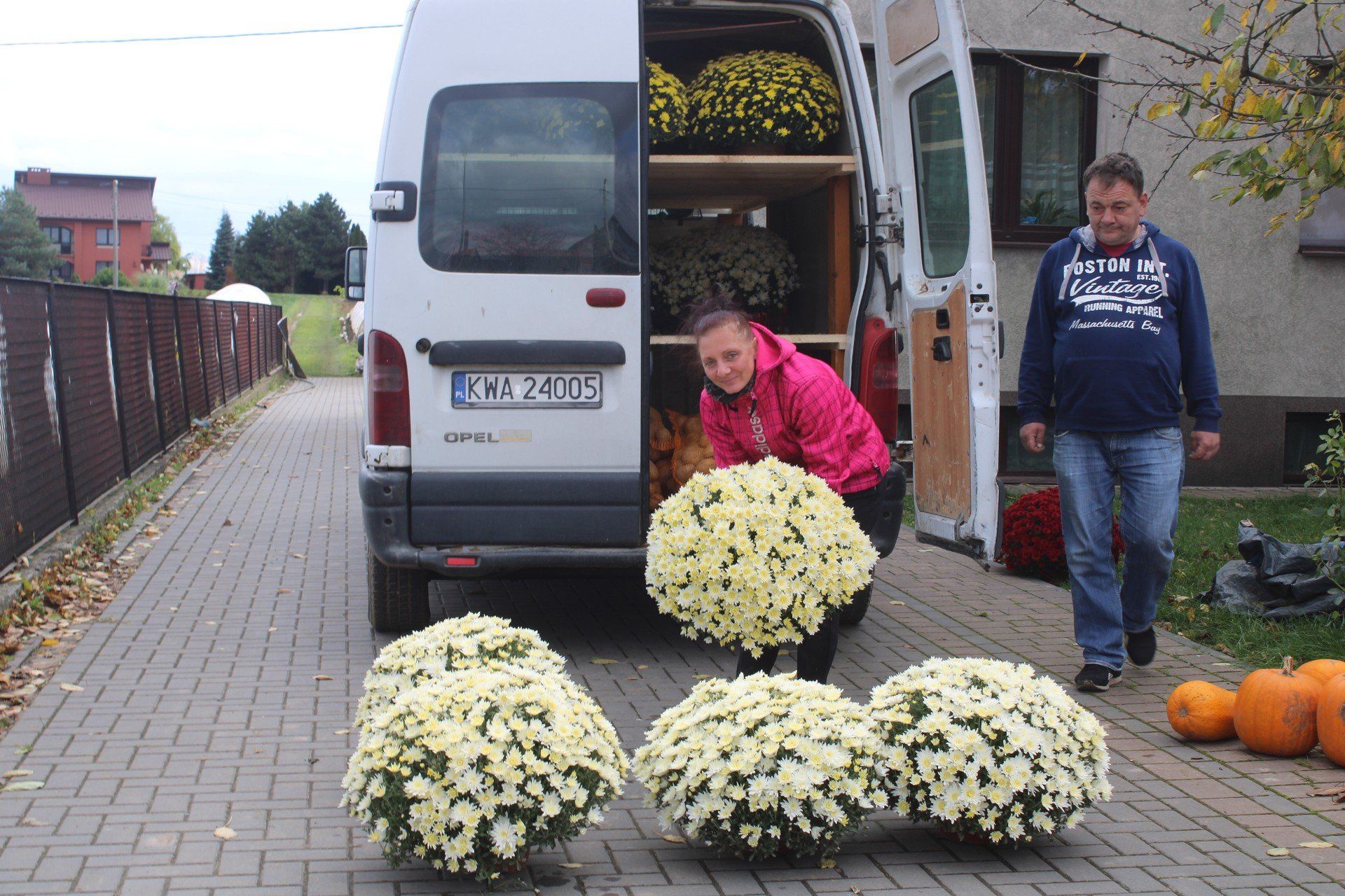 Chryzantemowe zagłębie w gminie Igołomia-Wawrzeńczyce. Klienci przybywają, żeby kupić kwiaty wprost od producenta z podwórka