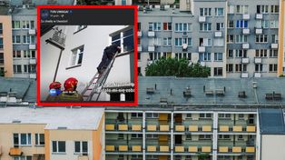 Z mieszkania zabrano 19 kotów i psa. Teraz historia się powtarza