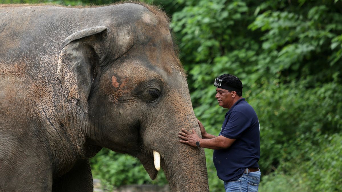 Najbardziej samotny słoń świata zostanie przeniesiony do Kambodży