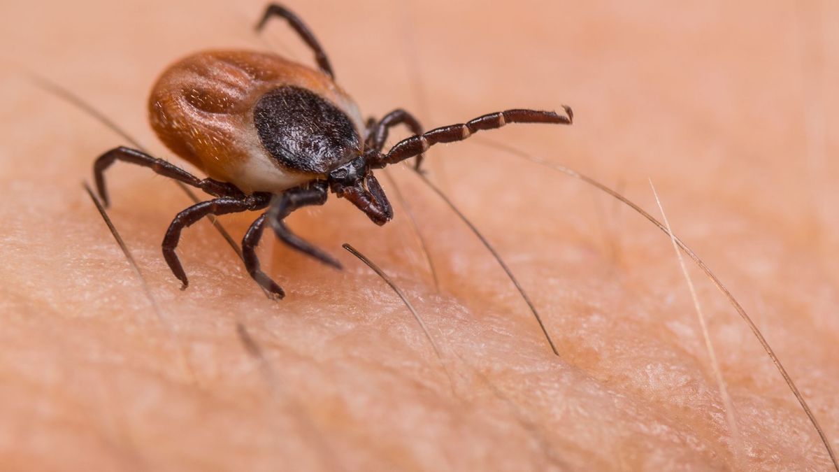 Kleszcze mogą przenosić niebezpieczne choroby