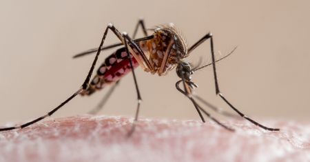 Sposoby na odstraszenie komarów. Dr Michał Sutkowski radzi, jak się ich pozbyć