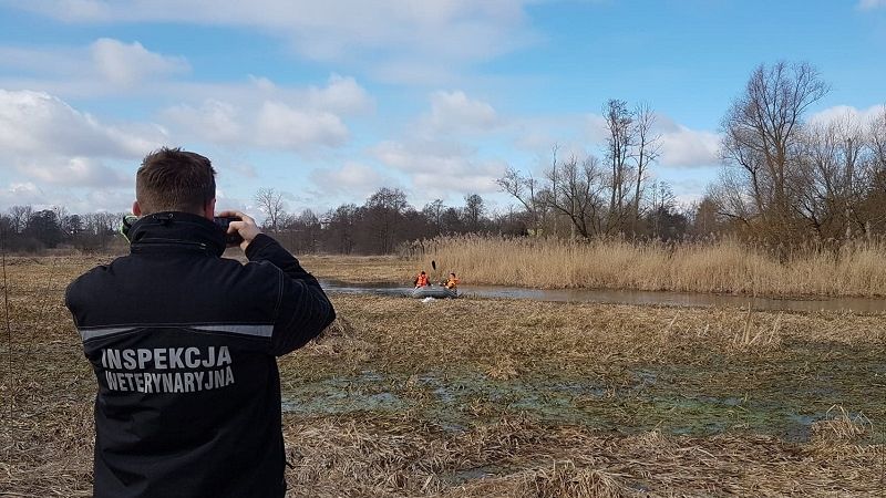 martwe łabędzie zalew zemborzycki straż pożarna inspekcja weterynaryjna