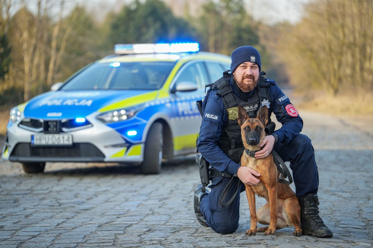 Szpilka, pies policyjny, policja
